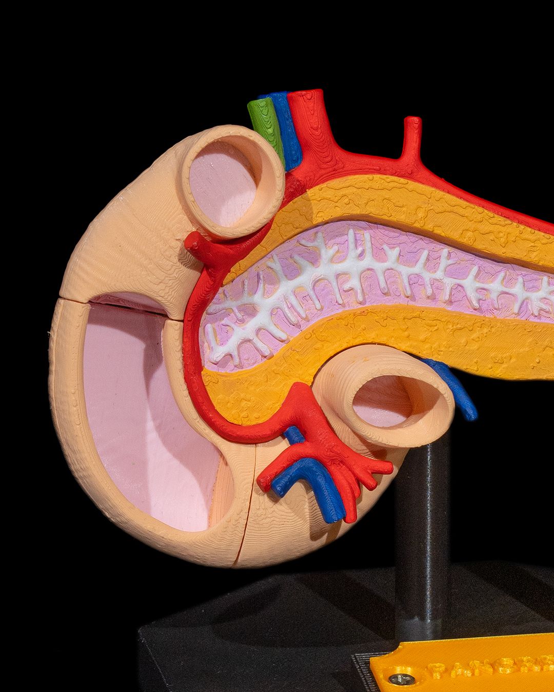1393 - Pancreas Anatomical Model