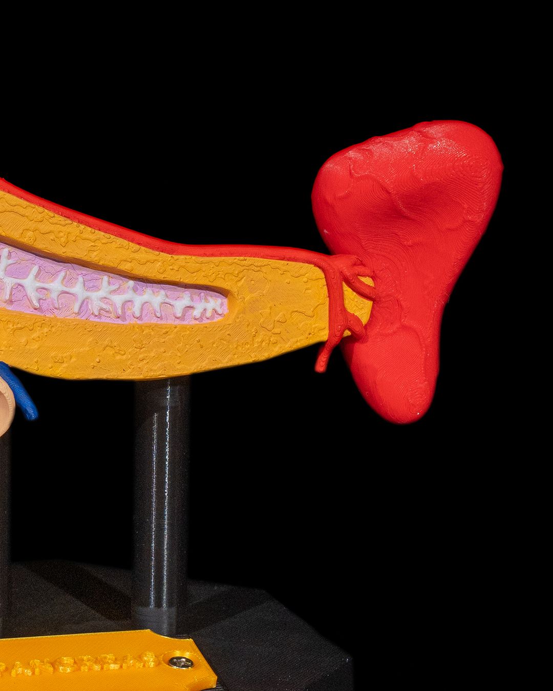 1393 - Pancreas Anatomical Model