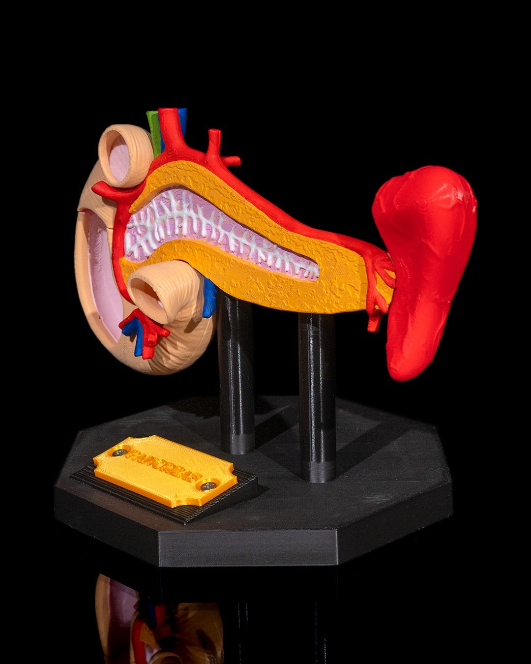 1393 - Pancreas Anatomical Model