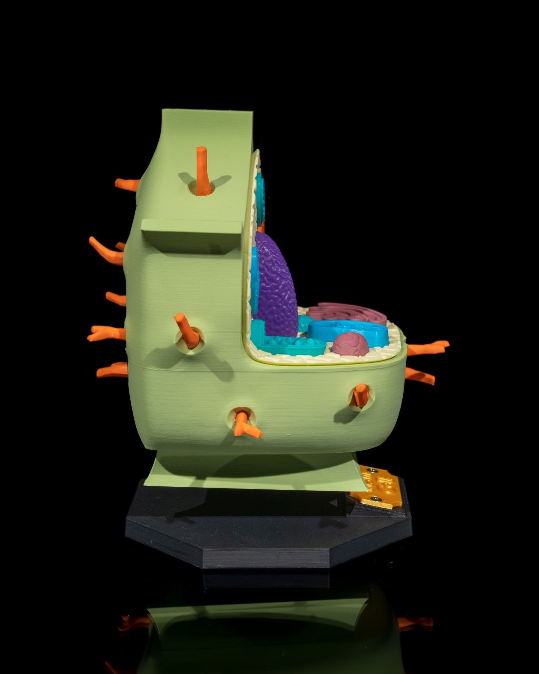 1525 - Plant Cell