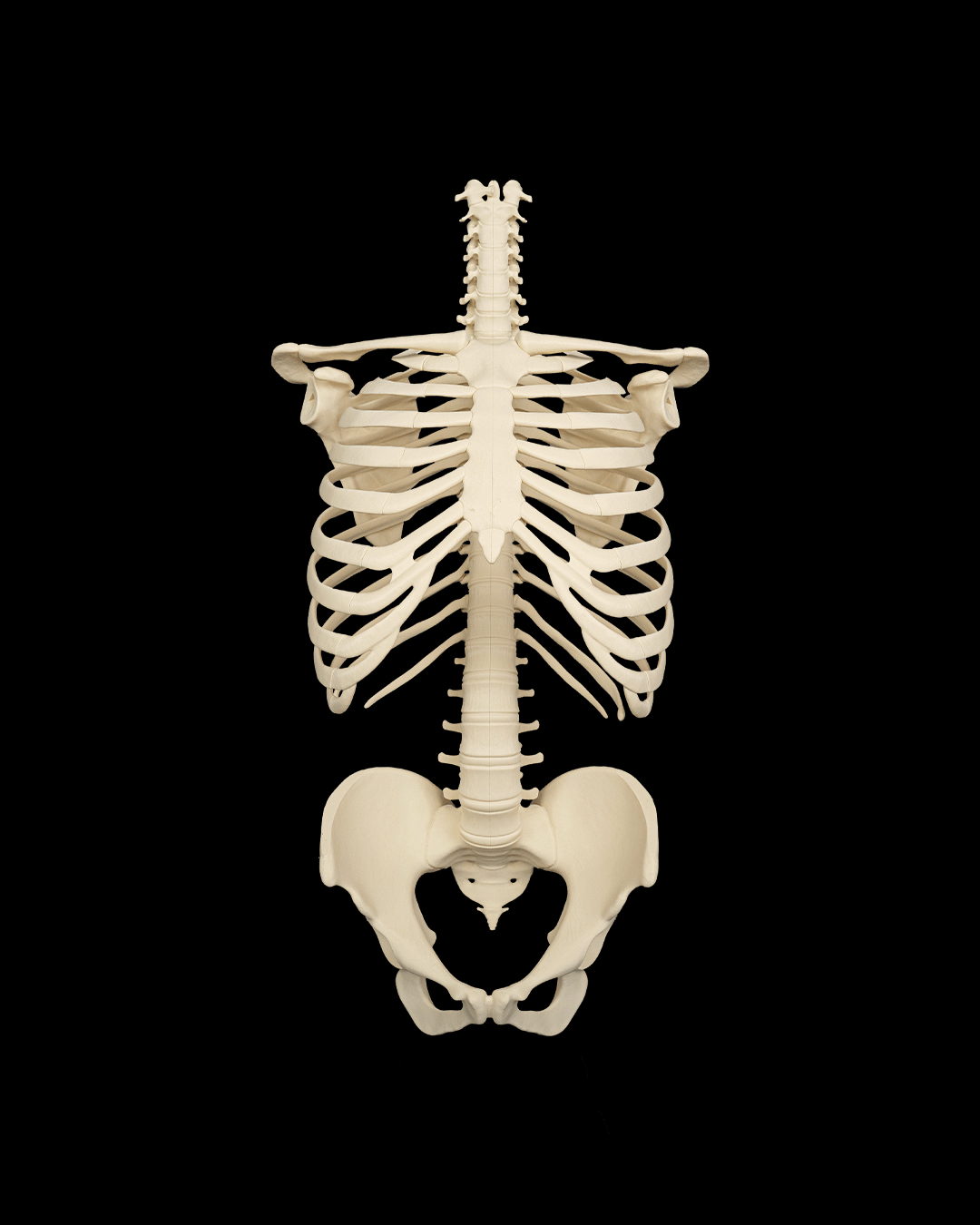 4238 - Rib Cage, Spine & Pelvis