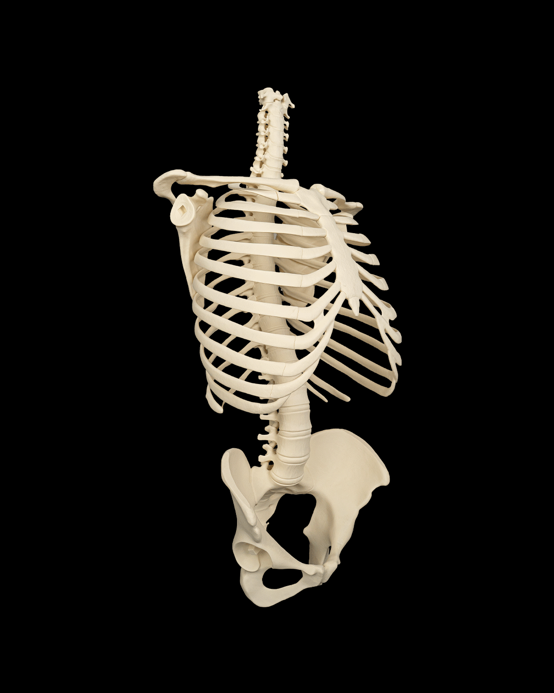 4238 - Rib Cage, Spine & Pelvis