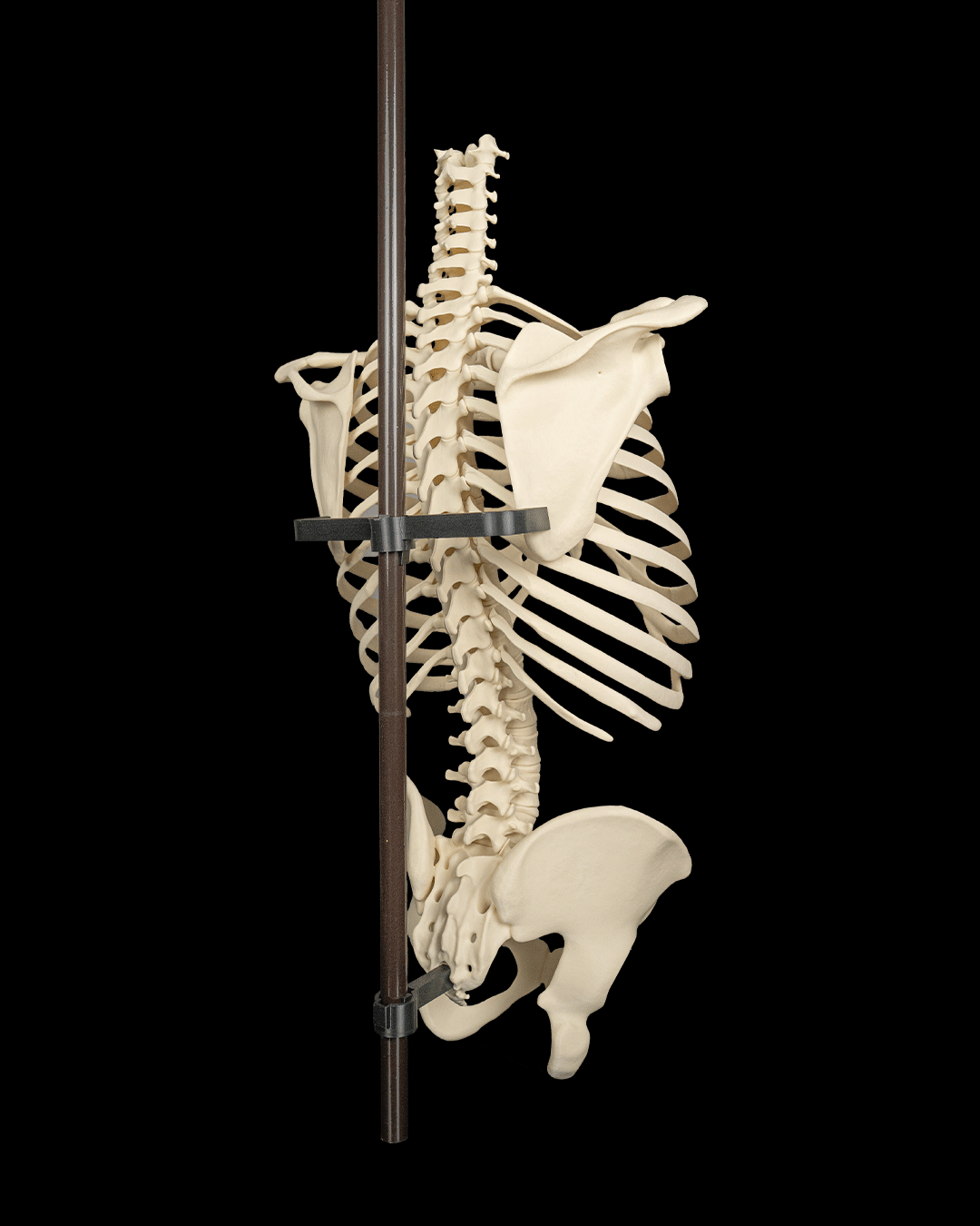 4238 - Rib Cage, Spine & Pelvis