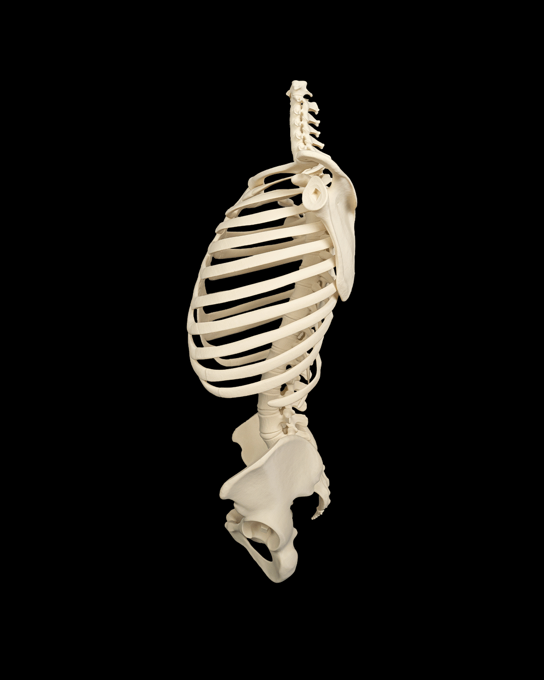 4238 - Rib Cage, Spine & Pelvis