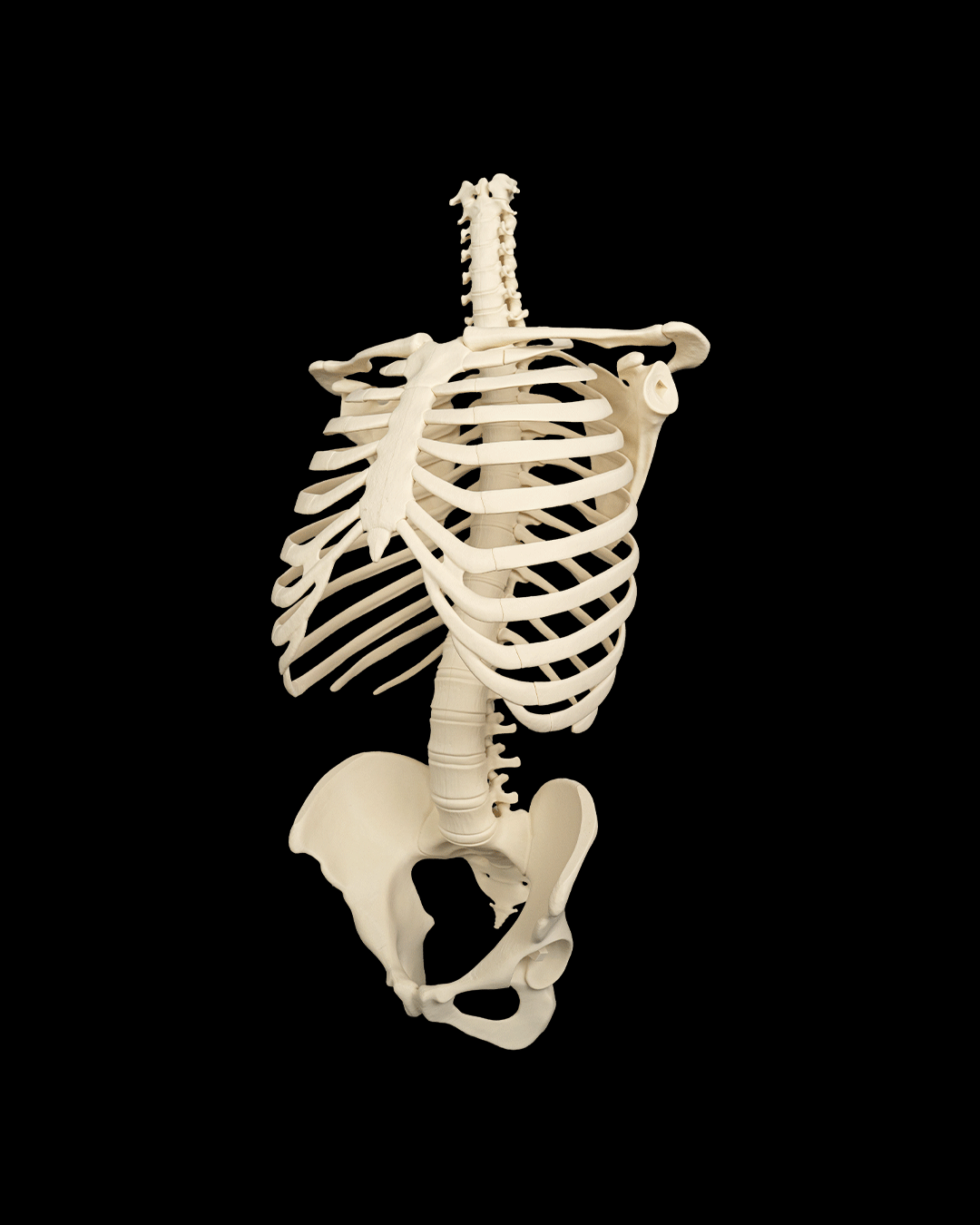 4238 - Rib Cage, Spine & Pelvis