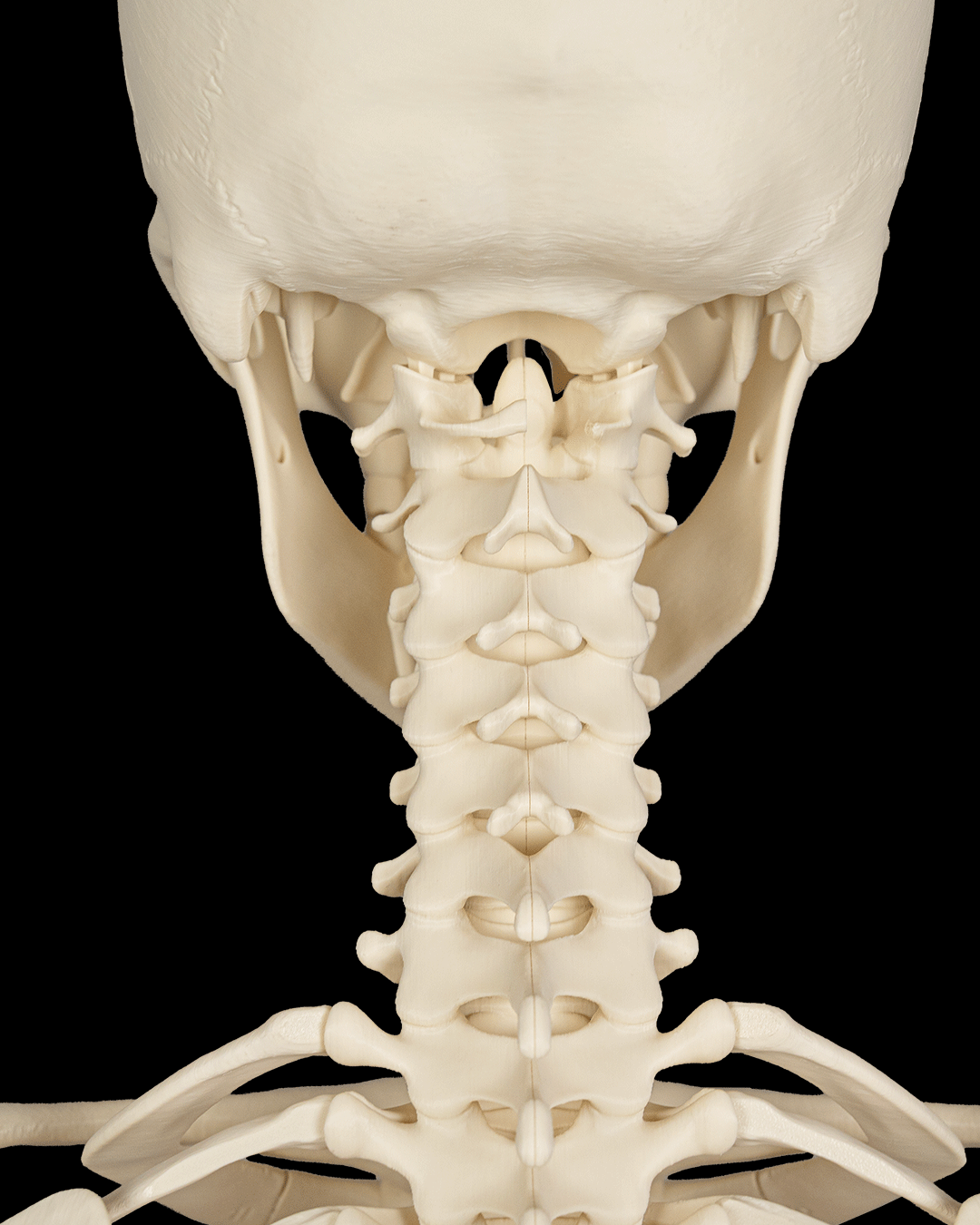 4238 - Rib Cage, Spine & Pelvis