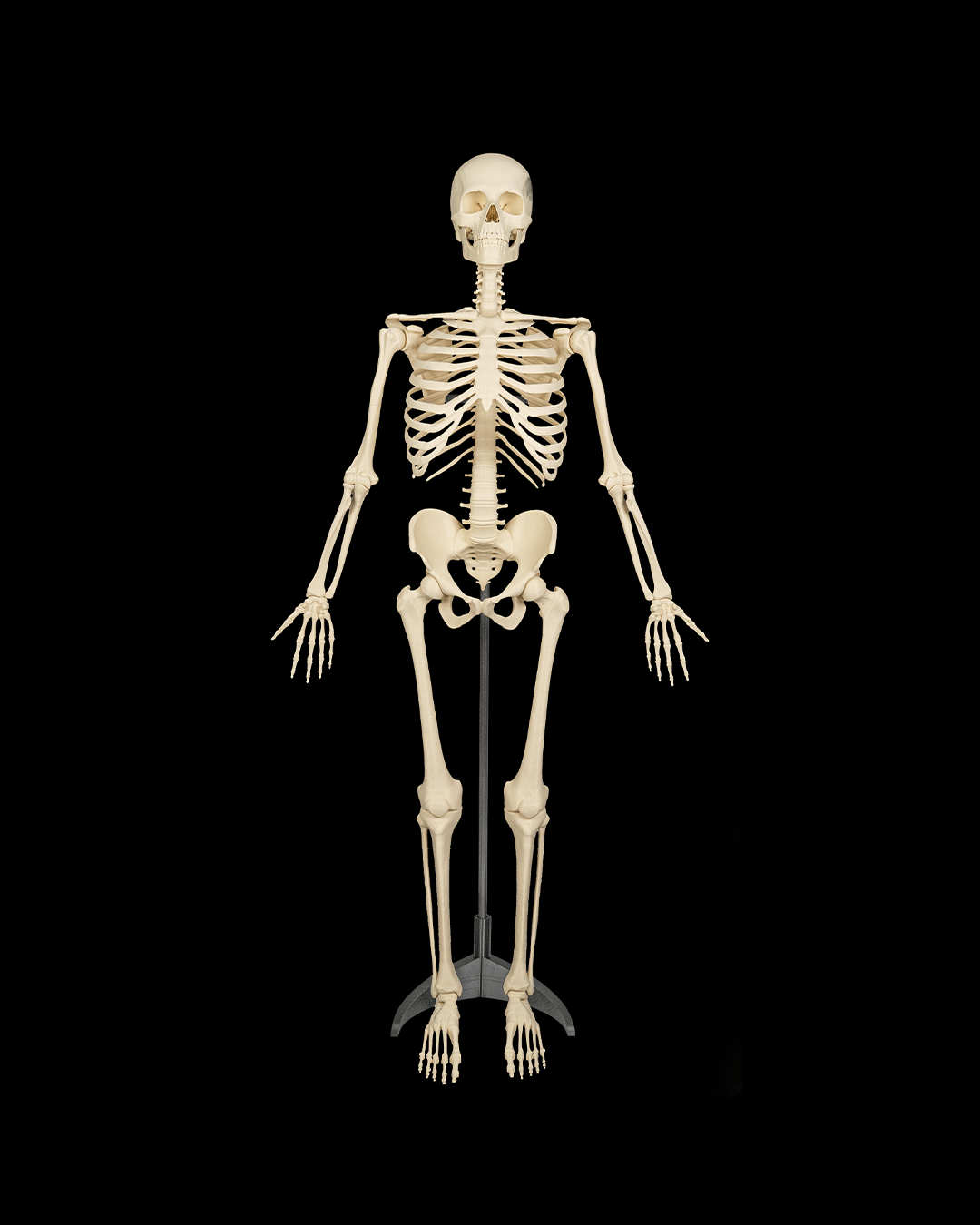 4236 - Skeleton Stand