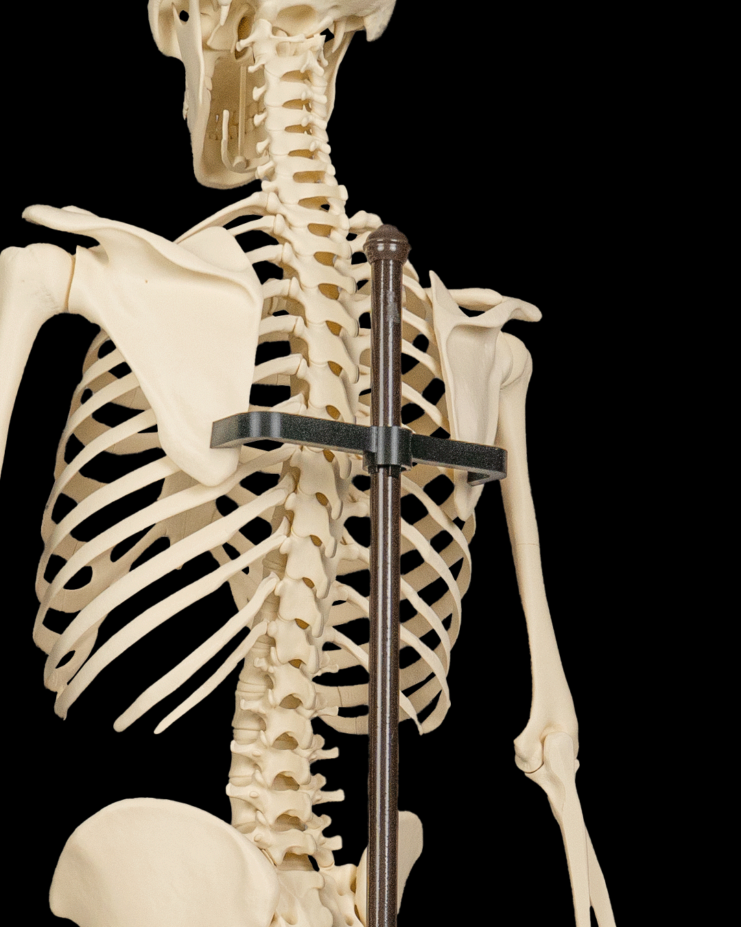 4236 - Skeleton Stand