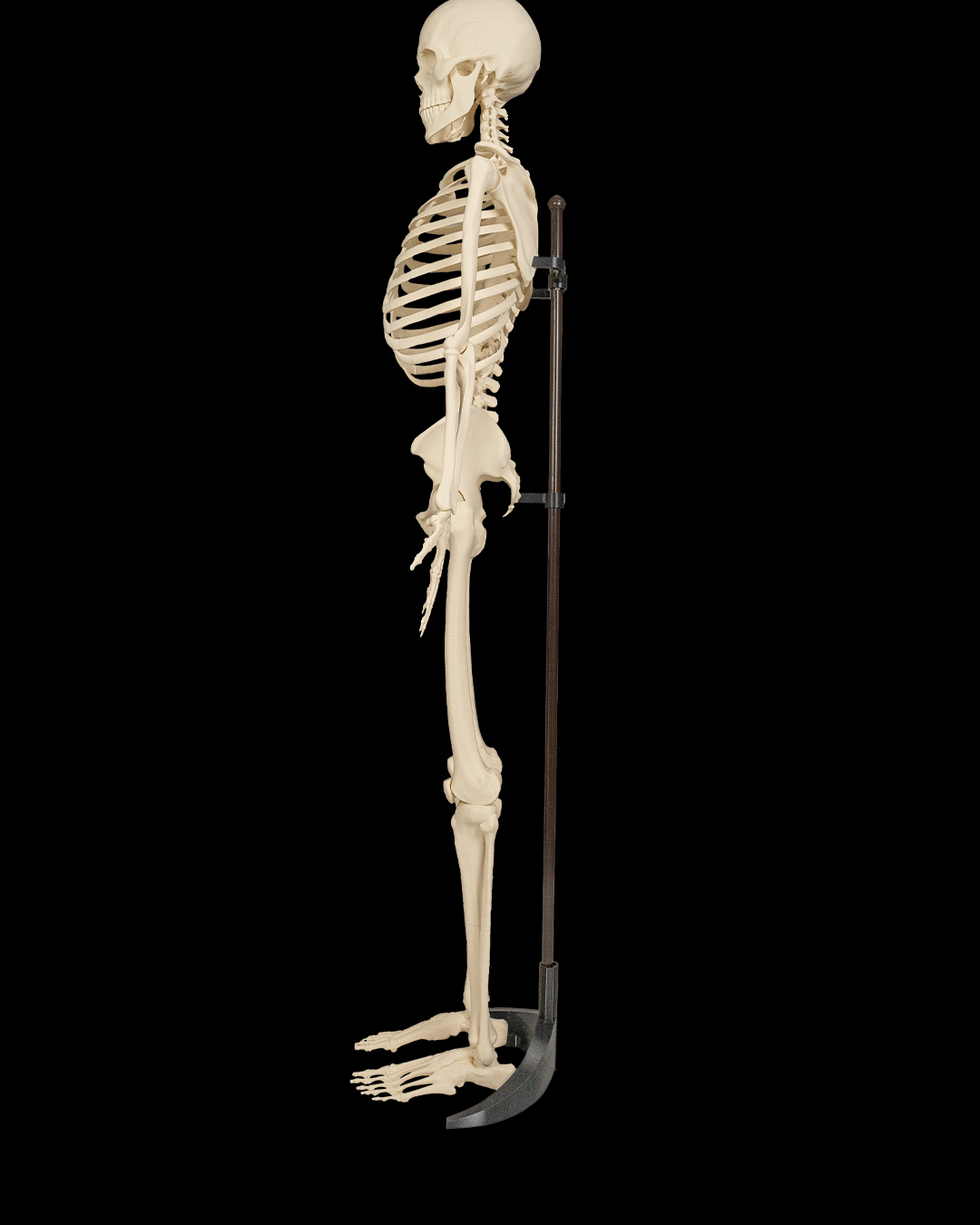 4236 - Skeleton Stand