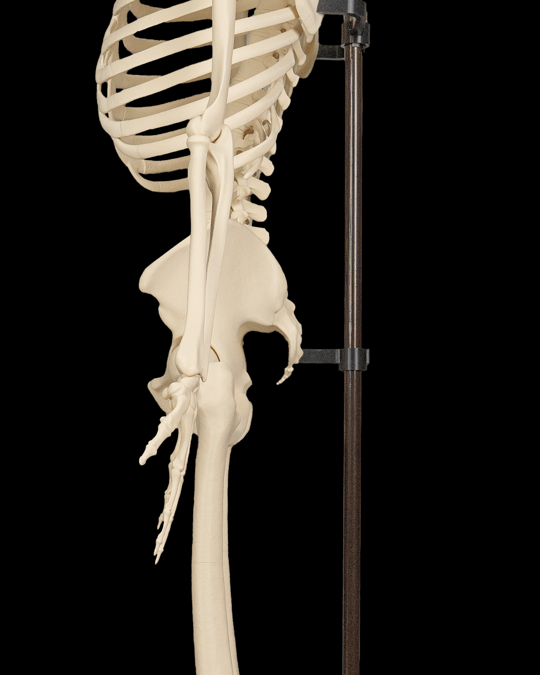 4236 - Skeleton Stand