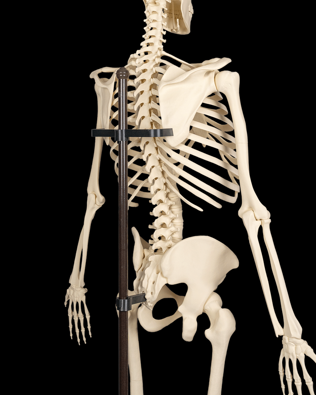 4236 - Skeleton Stand