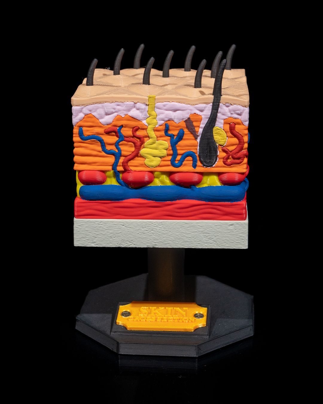 1531 - Skin Cross Section