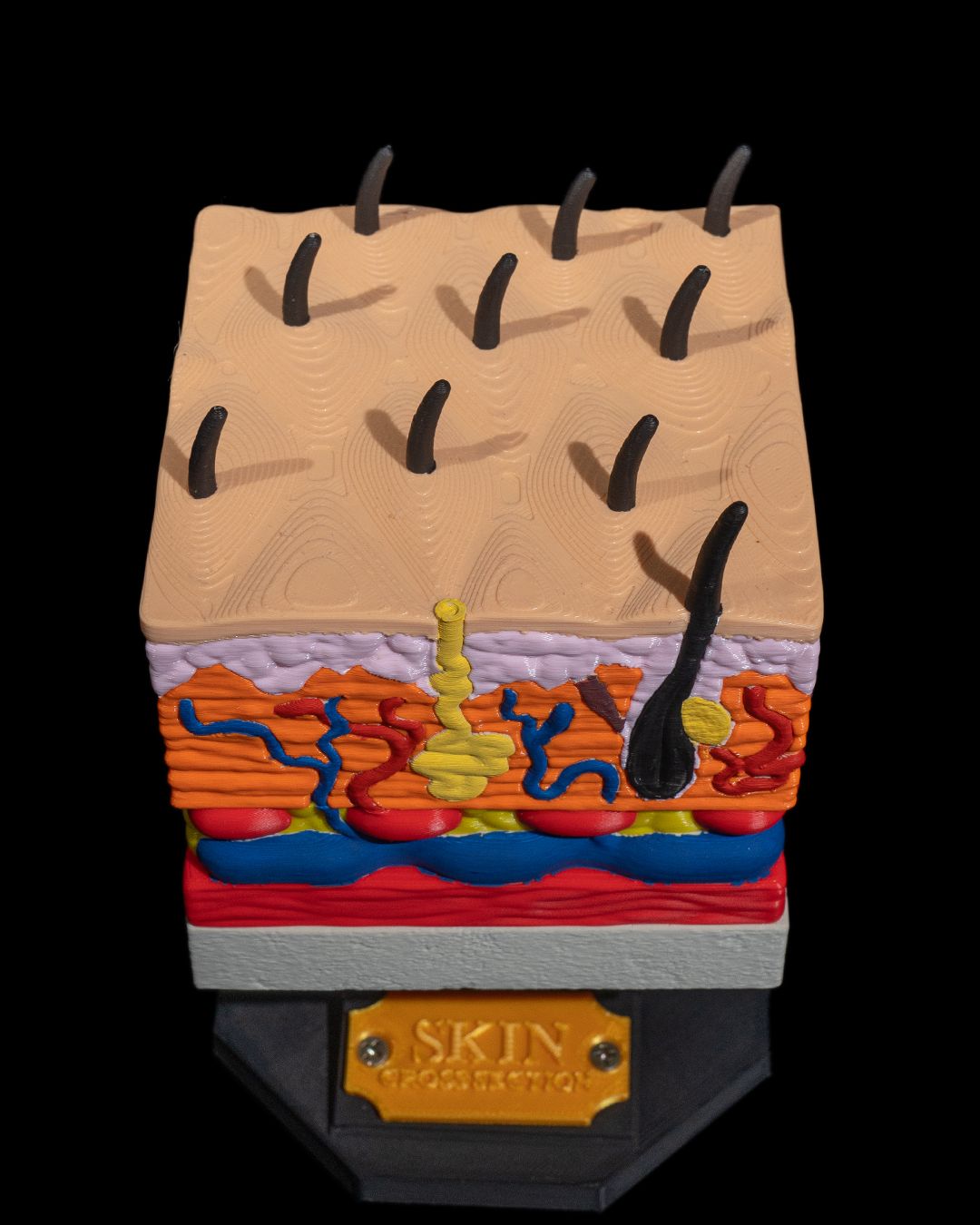 1531 - Skin Cross Section