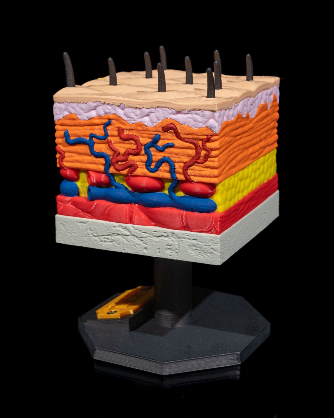 1531 - Skin Cross Section