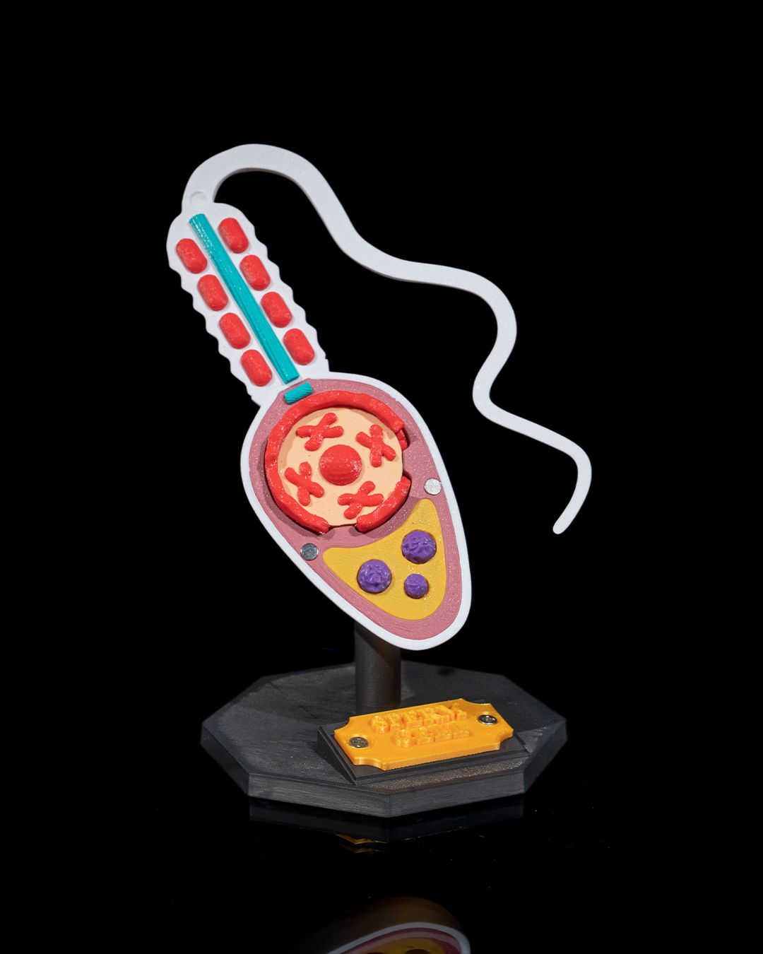 1526 - Sperm Cell