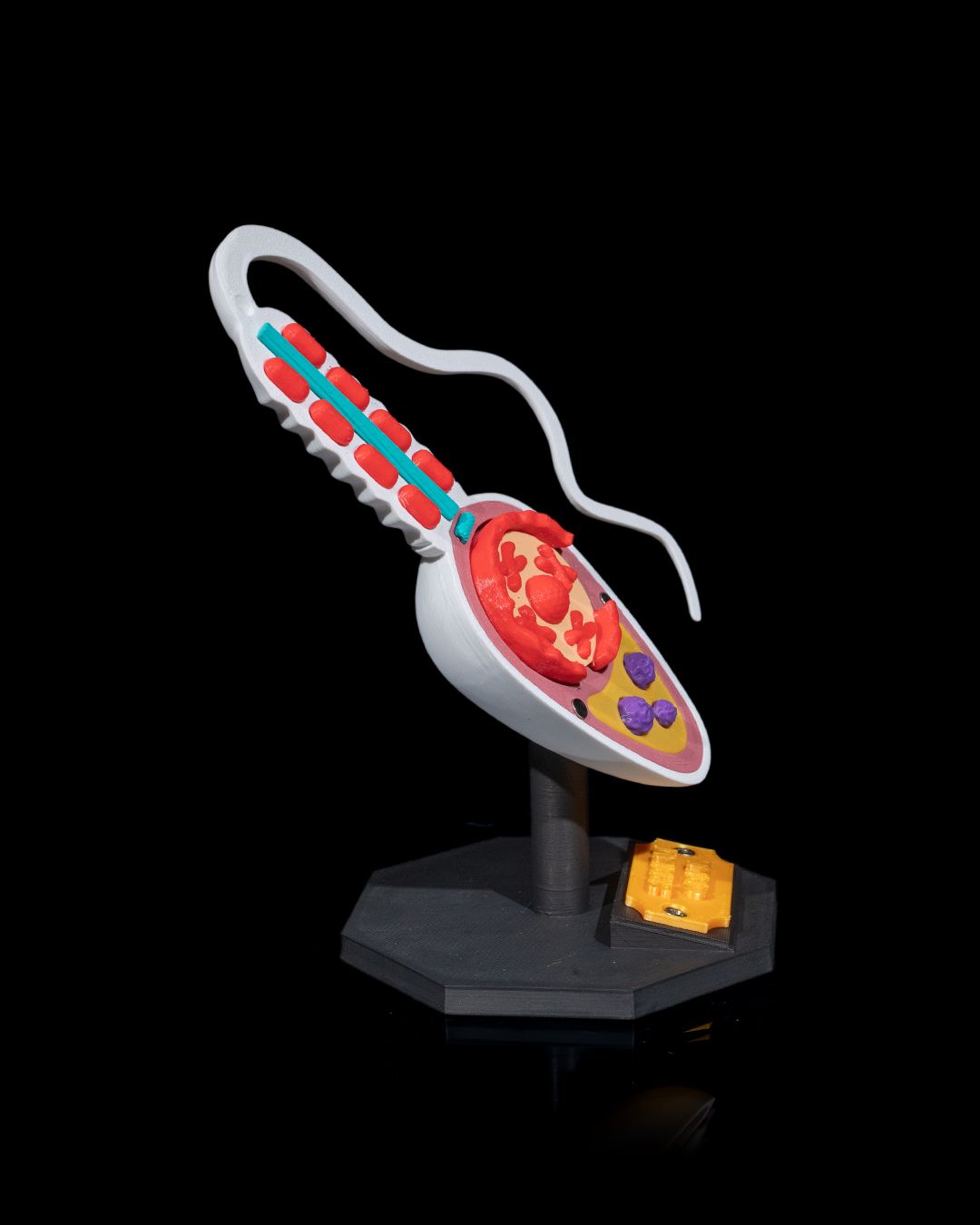 1526 - Sperm Cell