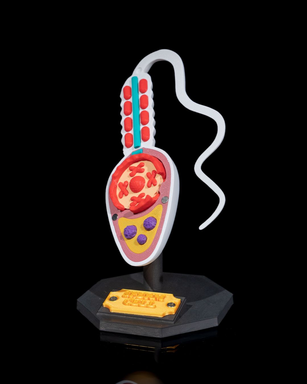 1526 - Sperm Cell