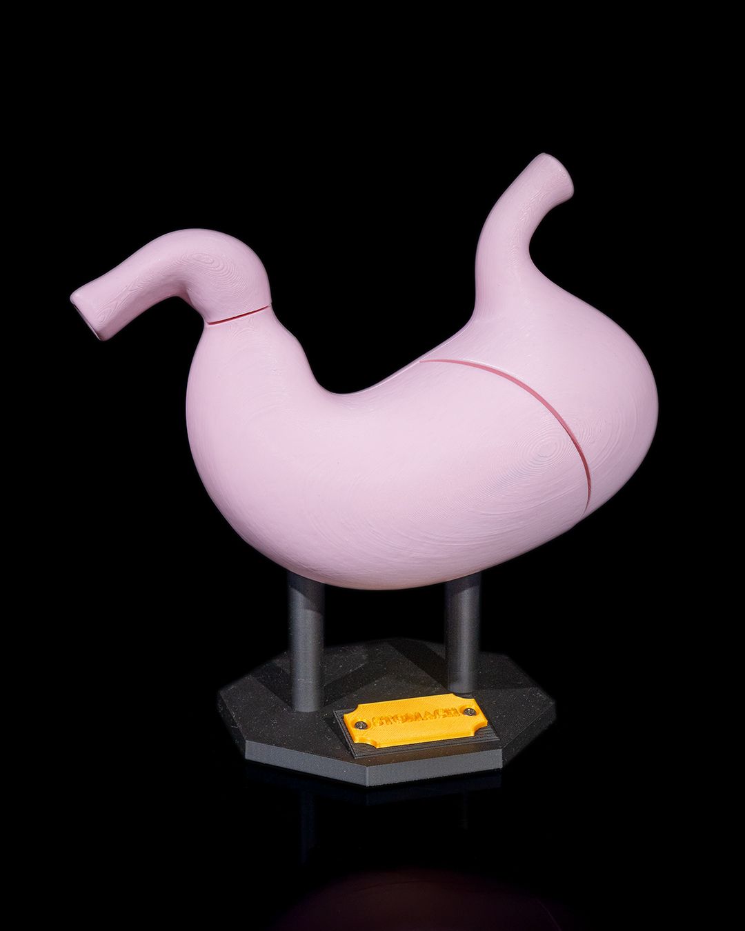 1395 - Stomach Anatomical Model
