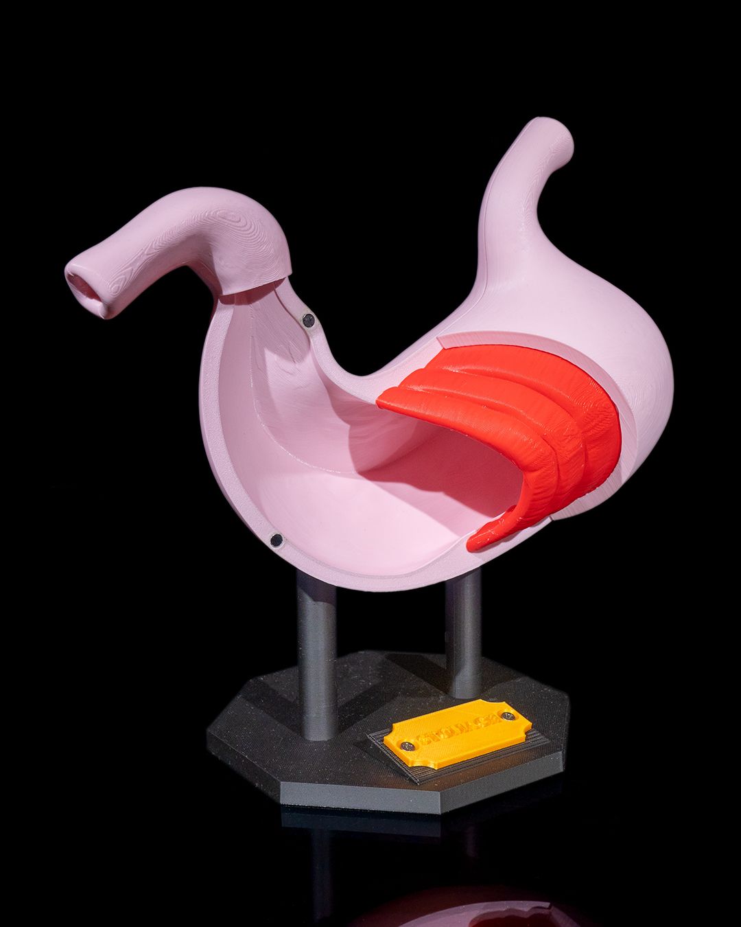 1395 - Stomach Anatomical Model