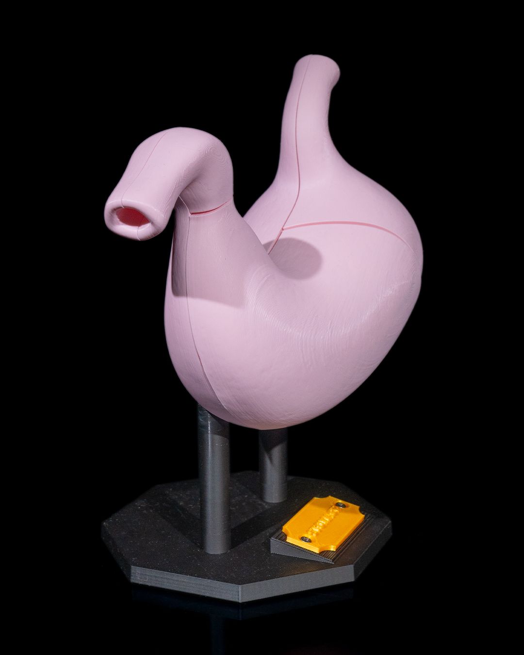 1395 - Stomach Anatomical Model